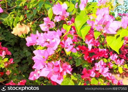 Summer pink flowers. Summer pink flowers grow in the garden at sun light