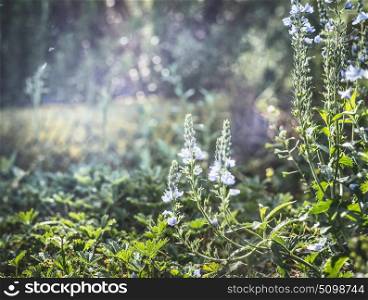 Summer plant and wild flowers at green nature background