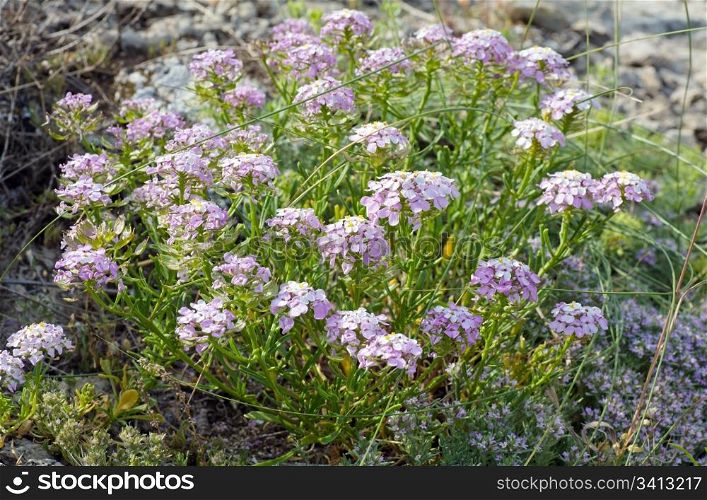 Summer plant with small blue flowers on stone