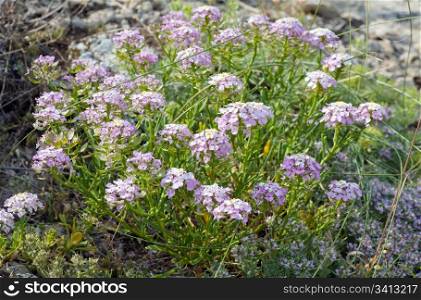 Summer plant with small blue flowers on stone