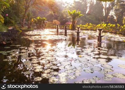 Summer pond