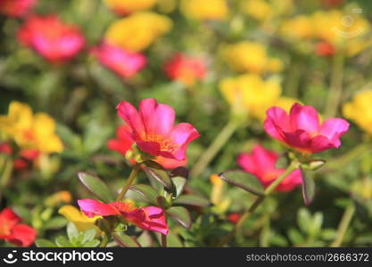 Summer Purslane