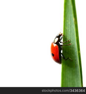 summer red ladybug on grass