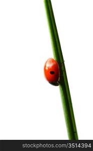 summer red ladybug on grass