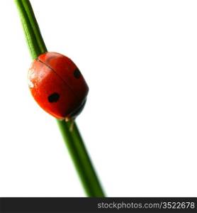summer red ladybug on grass