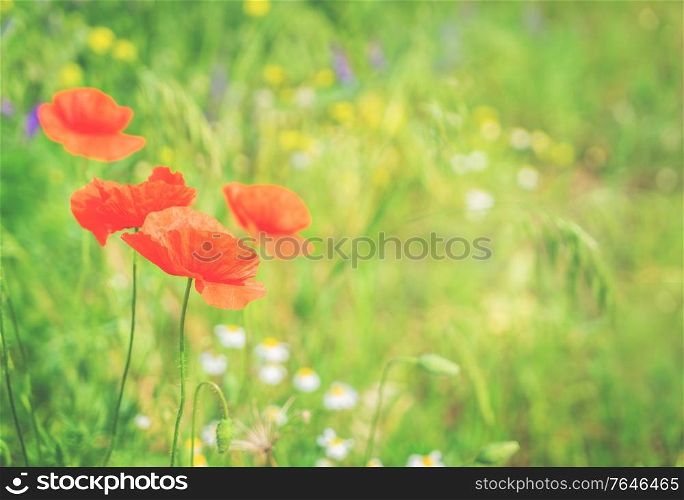 Summer red poppy meadow with green grass, retro toned. Summer poppy filed