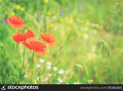 Summer red poppy meadow with green grass, retro toned. Summer poppy filed