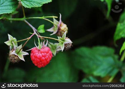 Summer. ripe, red raspberries on bush