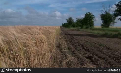 Summer rural landscape country road through a wheat field pan shot