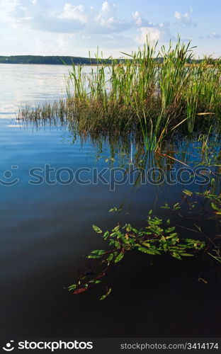 Summer rushy lake view with some plants on water surface