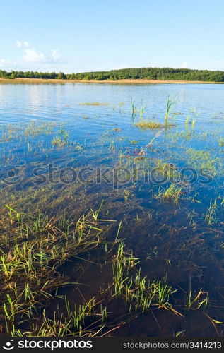 Summer rushy lake view with some plants on water surface