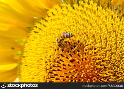 Summer scene about bees that pollinate sunflower. Bee produces honey on a flower. Summer background.