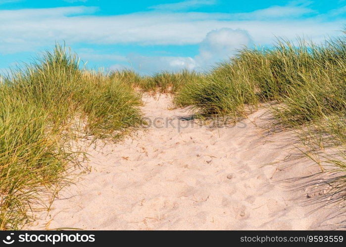 Summer scenery with the marram grass dunes under a blue sky, on Sylt island, in North Sea, Germany