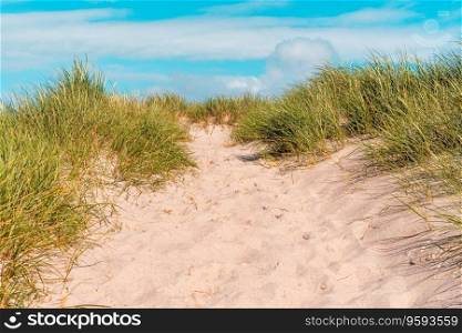 Summer scenery with the marram grass dunes under a blue sky, on Sylt island, in North Sea, Germany