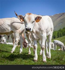 Summer season on Italian Alps. Free calf between adult cows.