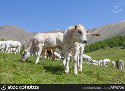 Summer season on Italian Alps. Free calf between adult cows.