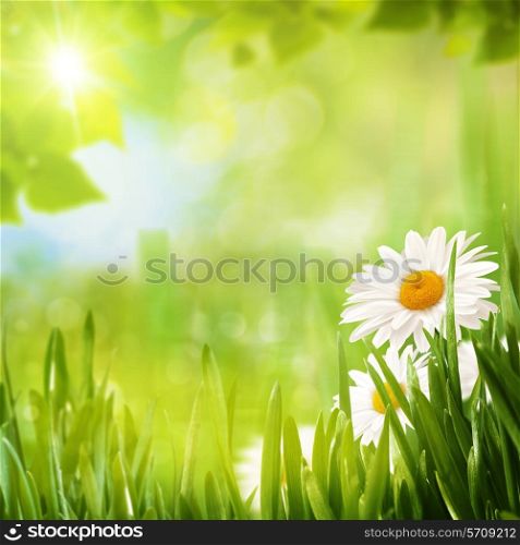 Summer seasonal backgrounds with daisy flowers for your design