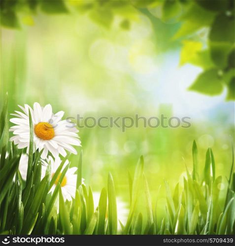 Summer seasonal backgrounds with daisy flowers for your design