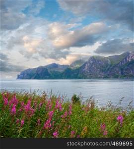 Summer Senja coast (Norway) view and pink flowers in front. Cloudy weather.
