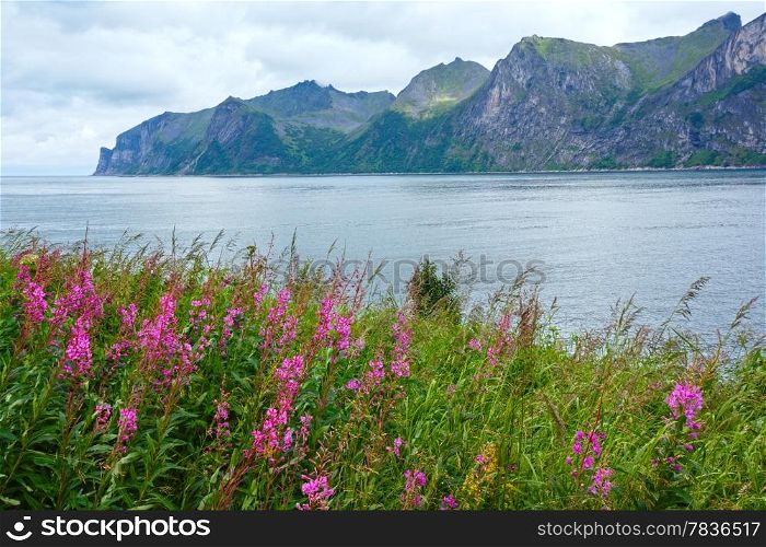 Summer Senja coast (Norway) view and pink flowers in front. Cloudy weather.