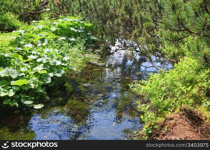 Summer stream with moss covered stones at bottom and pine twigs in forest