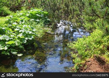 Summer stream with moss covered stones at bottom and pine twigs in forest