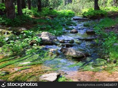 Summer stream with stones and algae in forest