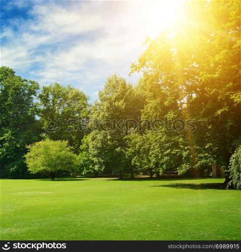 Summer sun illuminates park covered trees and green grass