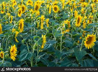Summer sunflowers (Helianthus annuus) field