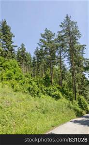 Summer sunlit coniferous forest with road, bushes and deciduous trees, Vitosha mountain, Bulgaria