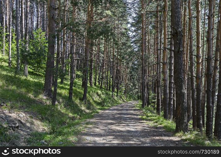 Summer sunlit forest pine-trees with ecological path, Vitosha mountain, Bulgaria