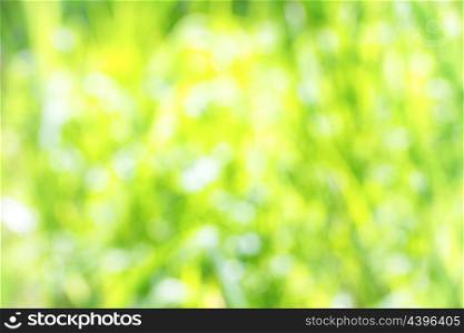 Summer sunny background. Green defocused field of green grass