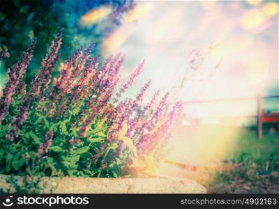 Summer sunny day background with wild herbs and flowers, outdoor nature