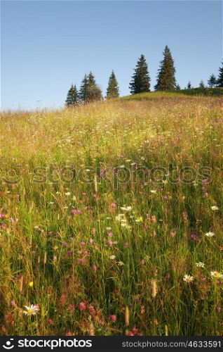 Summer sunny meadow