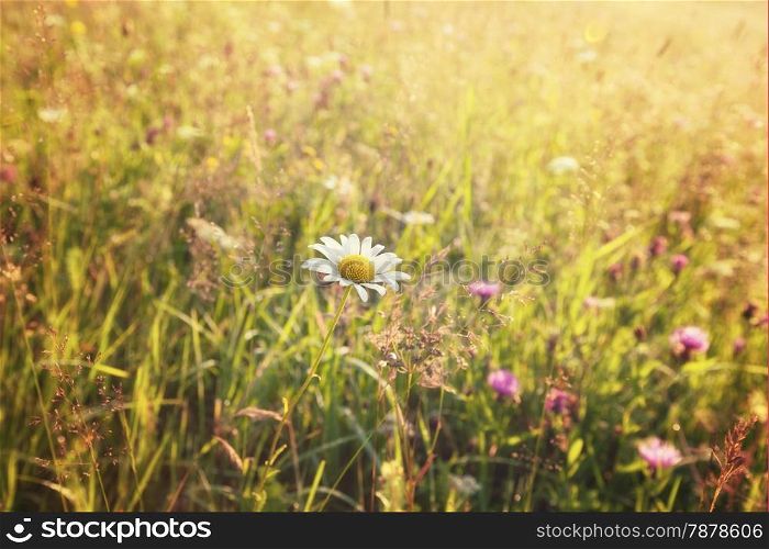 Summer sunny meadow and white dandelion
