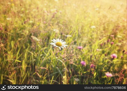 Summer sunny meadow and white dandelion