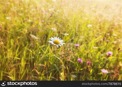 Summer sunny meadow and white dandelion
