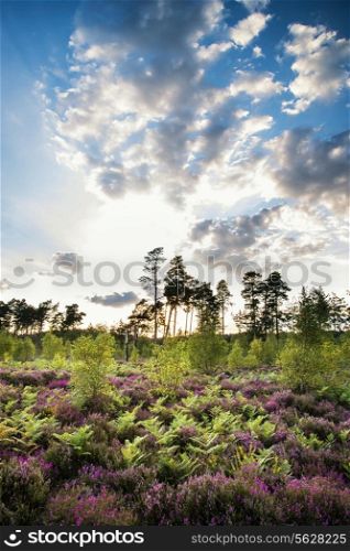 Summer sunset landscape over meadow of purple heather