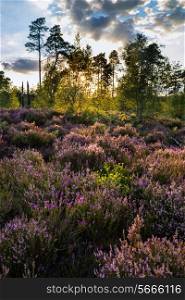 Summer sunset landscape over meadow of purple heather