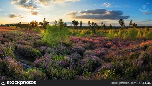 Summer sunset panorama landscape over meadow of purple heather