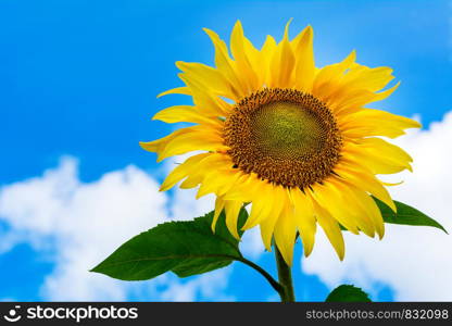 Summer symbol yellow sunflower on the blue sky with clouds background, copy space