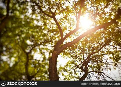 summer tree, natural light, selective focus, made with tilt-shift lens