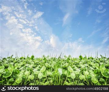 Summer Trifolium field, nature background
