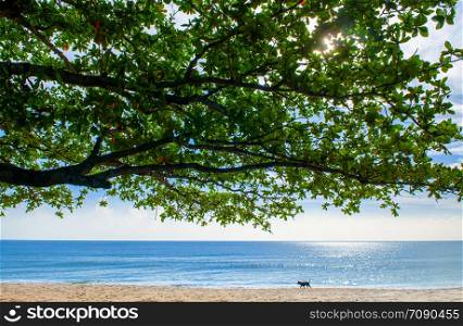 Summer tropical beach with tree branches and dog walking - Thailand tropical isalnd beautiful nature scenery