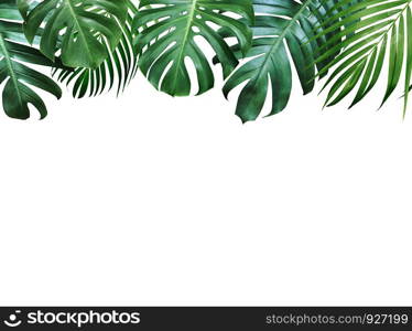 Summer tropical leaves on white background with copy space