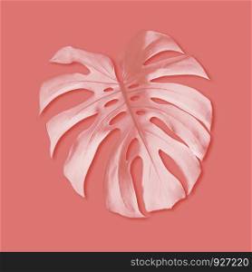 Summer tropical monstera foliage on coral color background