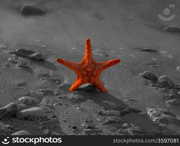 Summer vacations - starfish on sunset sea sand beach