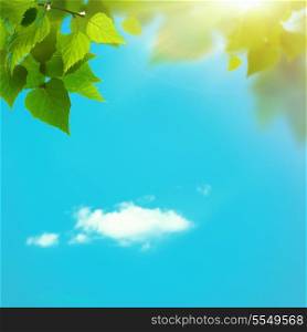 summer view. abstract natural backgrounds for your design