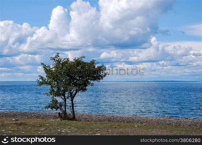 Summer view at a single tree at the swedish island Oland .
