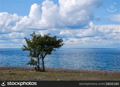 Summer view at a single tree at the swedish island Oland .